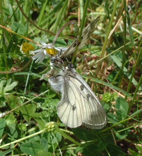 Parnassius mnemosyne